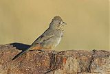 Canyon Towheeborder=